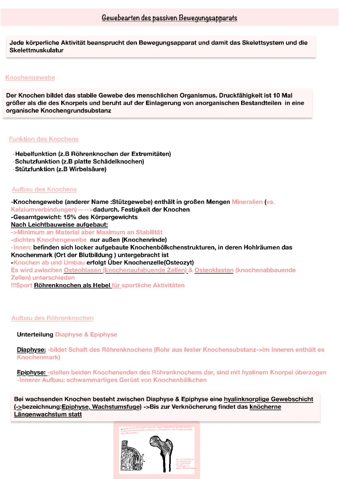 Muskulatur+ Krafttraining Sport LK