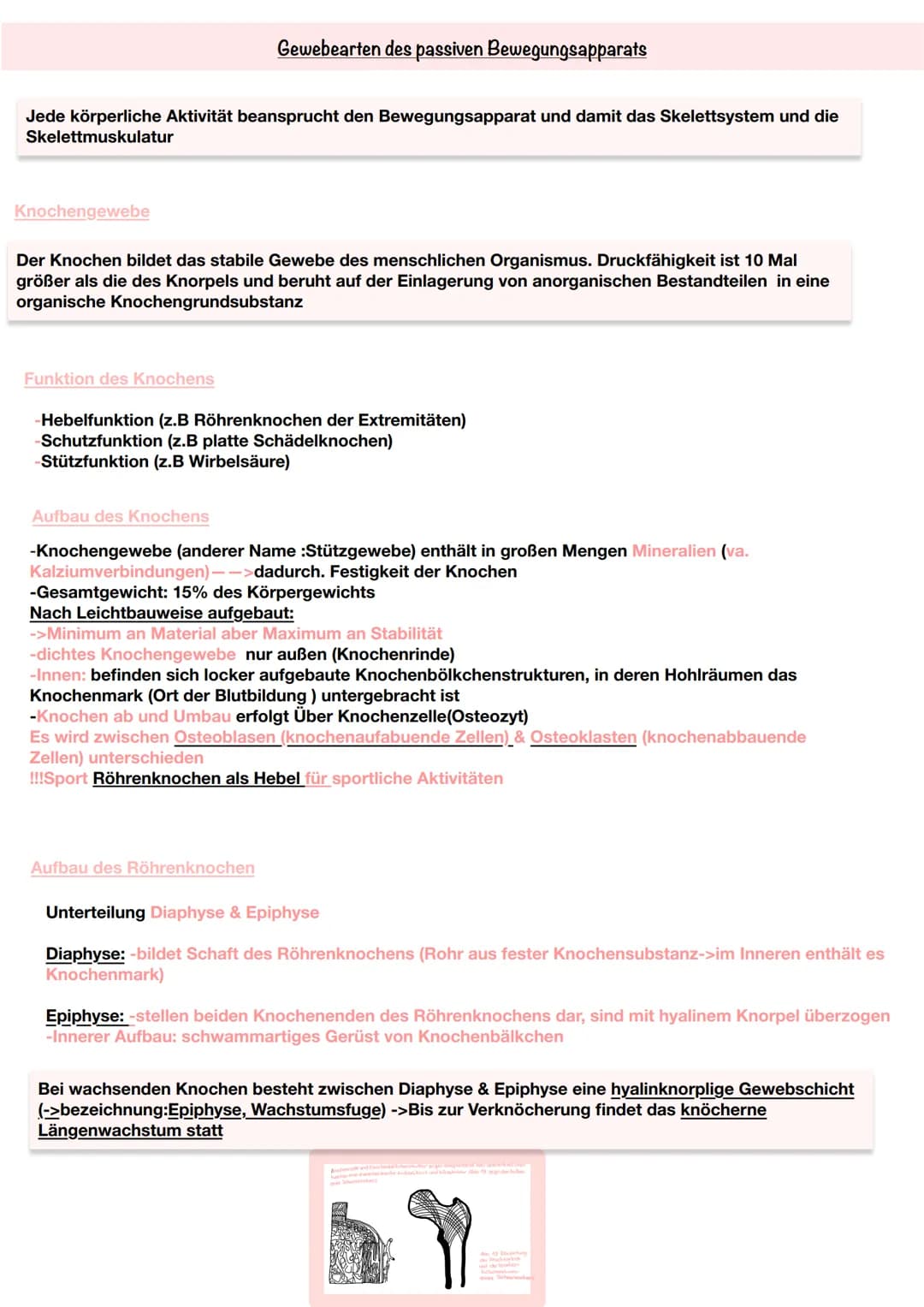 Jede körperliche Aktivität beansprucht den Bewegungsapparat und damit das Skelettsystem und die
Skelettmuskulatur
Knochengewebe
Gewebearten 
