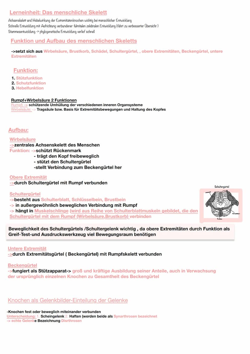 Jede körperliche Aktivität beansprucht den Bewegungsapparat und damit das Skelettsystem und die
Skelettmuskulatur
Knochengewebe
Gewebearten 