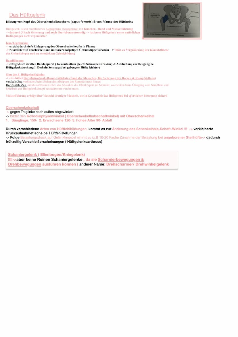 Jede körperliche Aktivität beansprucht den Bewegungsapparat und damit das Skelettsystem und die
Skelettmuskulatur
Knochengewebe
Gewebearten 