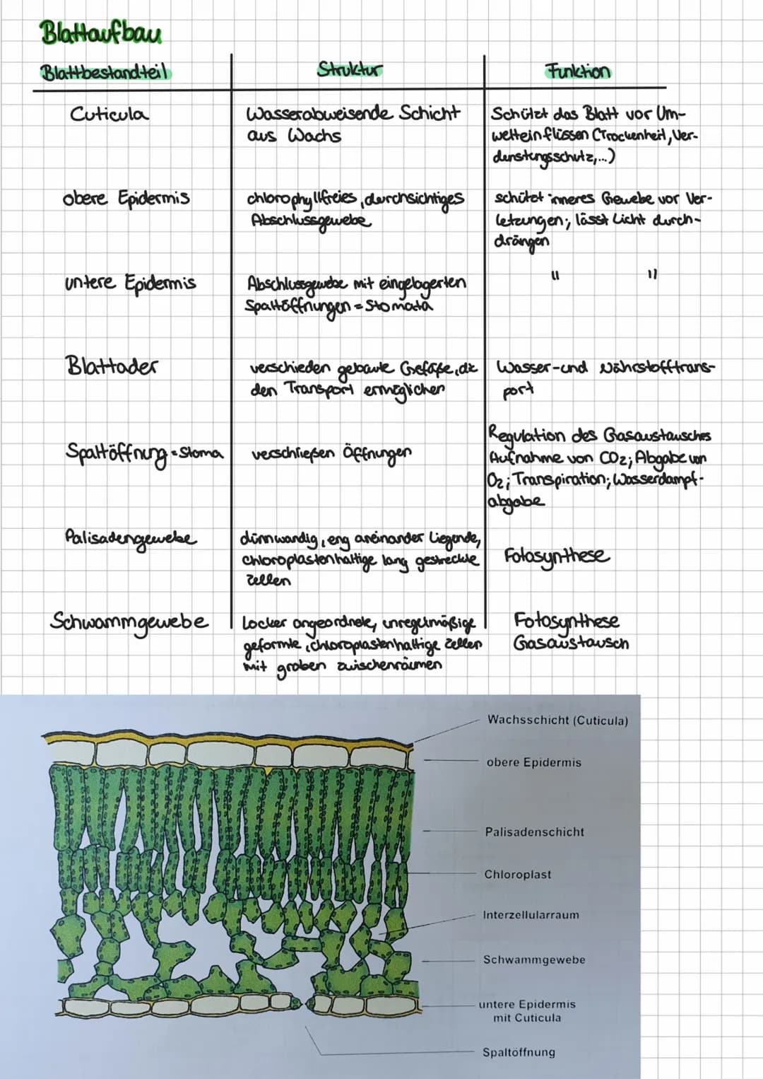 Biotische Faktoren
Definition
Gehen von lebenden Organismen aus, 2.B. Feinden, Artgenossen, Parasiten; belebte Einflusse auf einen
Organismu