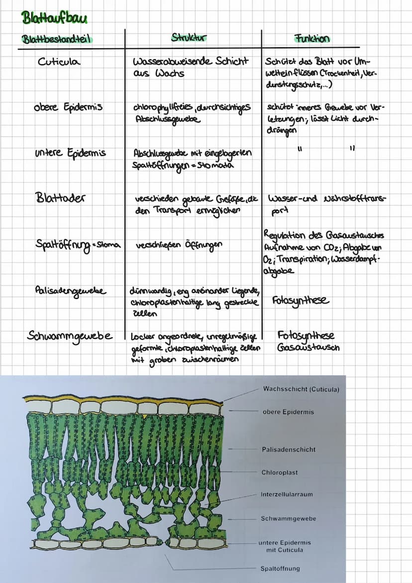 Biotische Faktoren
Definition
Gehen von lebenden Organismen aus, 2.B. Feinden, Artgenossen, Parasiten; belebte Einflusse auf einen
Organismu