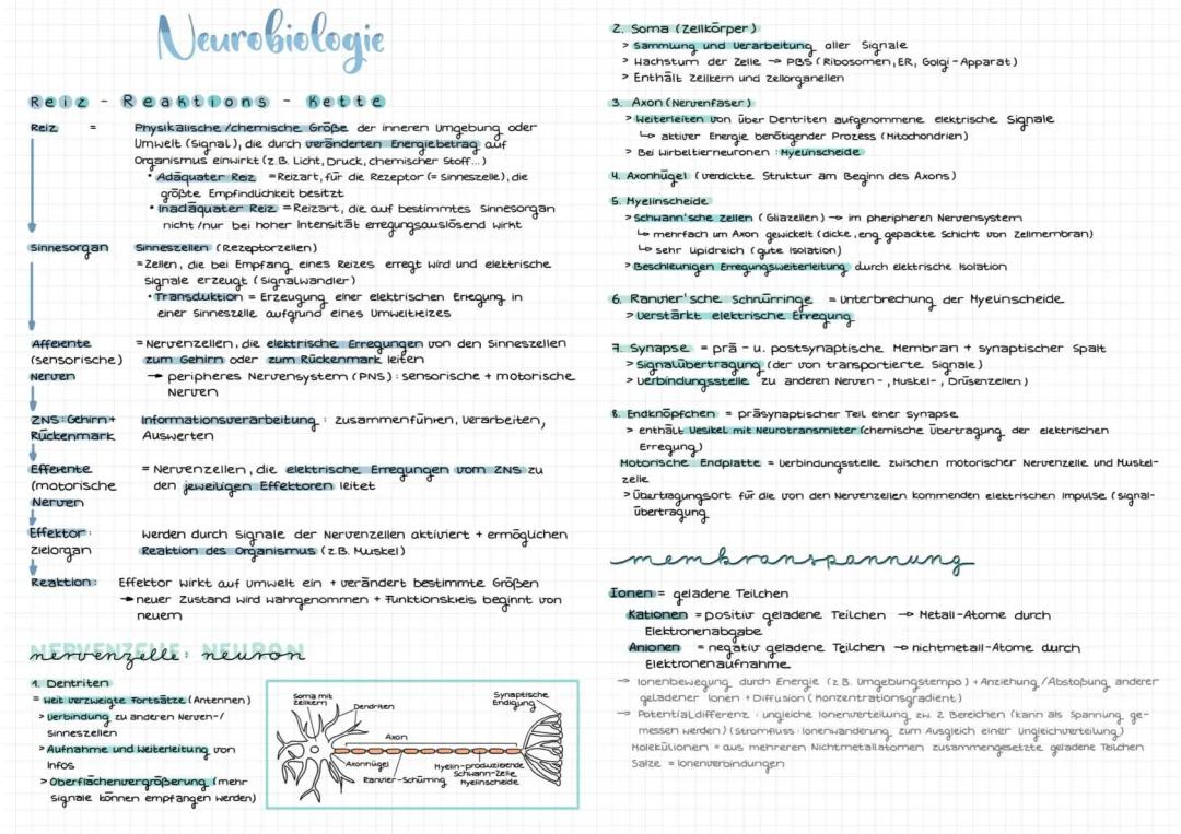 Erregungsübertragung an der Synapse, Nervensystem Aufbau und Funktion