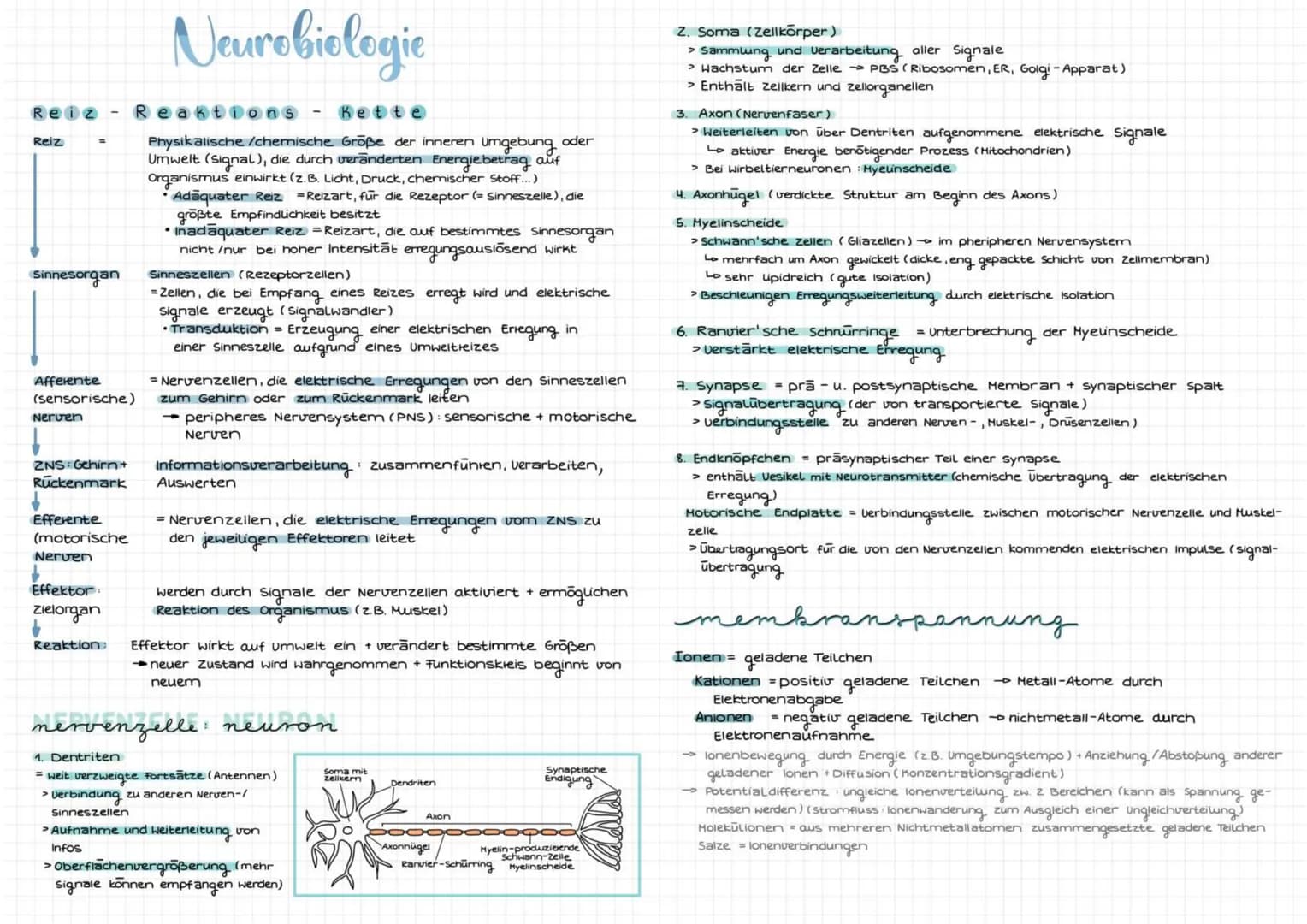 Reiz
Reiz
Sinnesorgan
Afferente
(sensorische)
Nerven
ZNS: Gehirn+
Rückenmark
Efferente
(motorische
Nerven
↓
Effektor:
zielorgan
Reaktion:
Ne