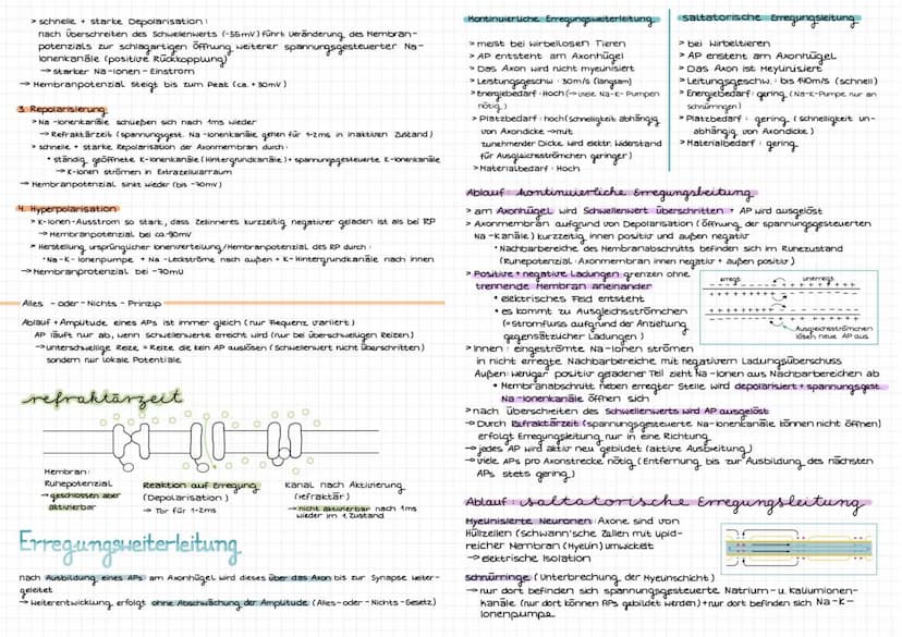 Reiz
Reiz
Sinnesorgan
Afferente
(sensorische)
Nerven
ZNS: Gehirn+
Rückenmark
Efferente
(motorische
Nerven
↓
Effektor:
zielorgan
Reaktion:
Ne