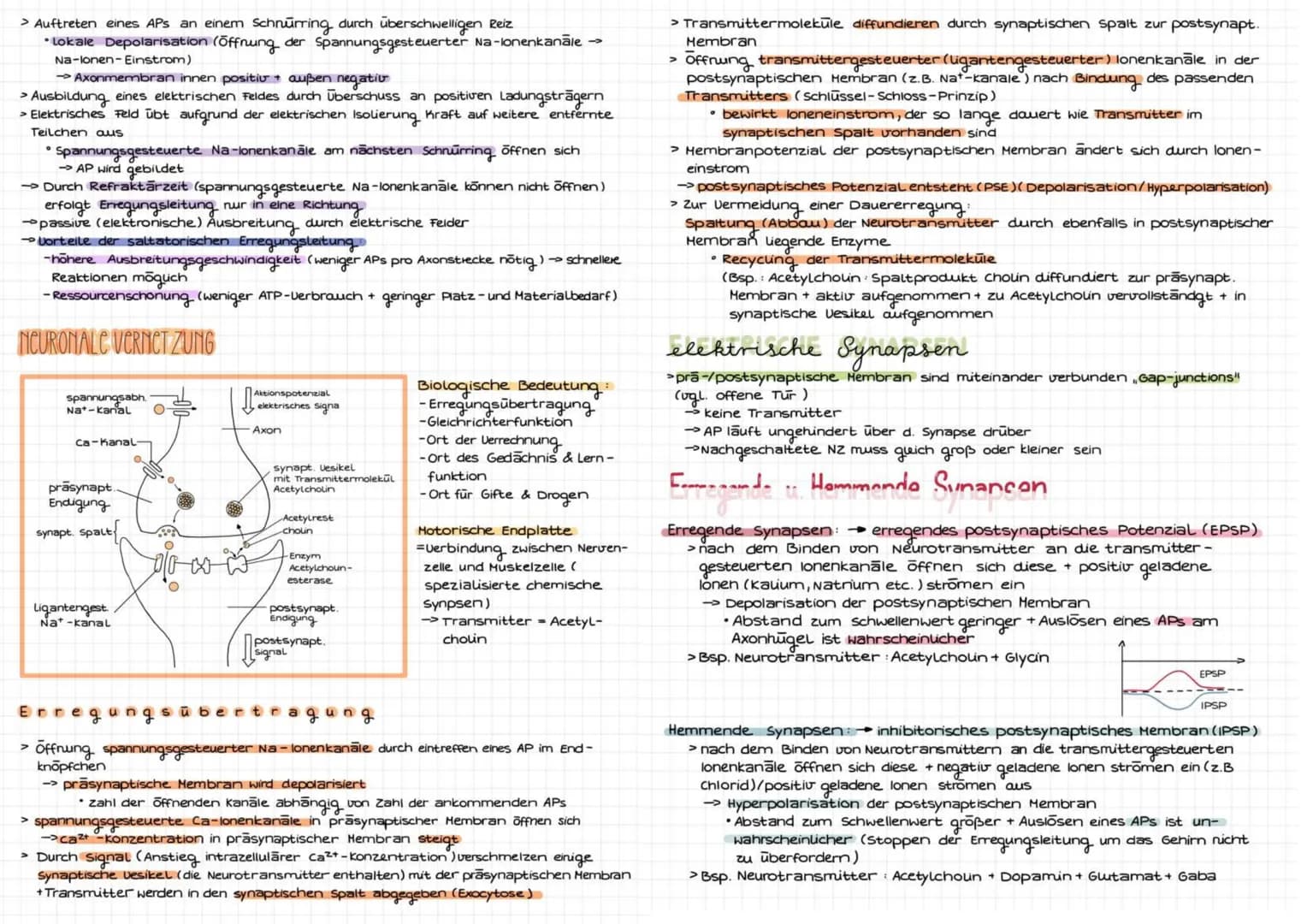 Reiz
Reiz
Sinnesorgan
Afferente
(sensorische)
Nerven
ZNS: Gehirn+
Rückenmark
Efferente
(motorische
Nerven
↓
Effektor:
zielorgan
Reaktion:
Ne
