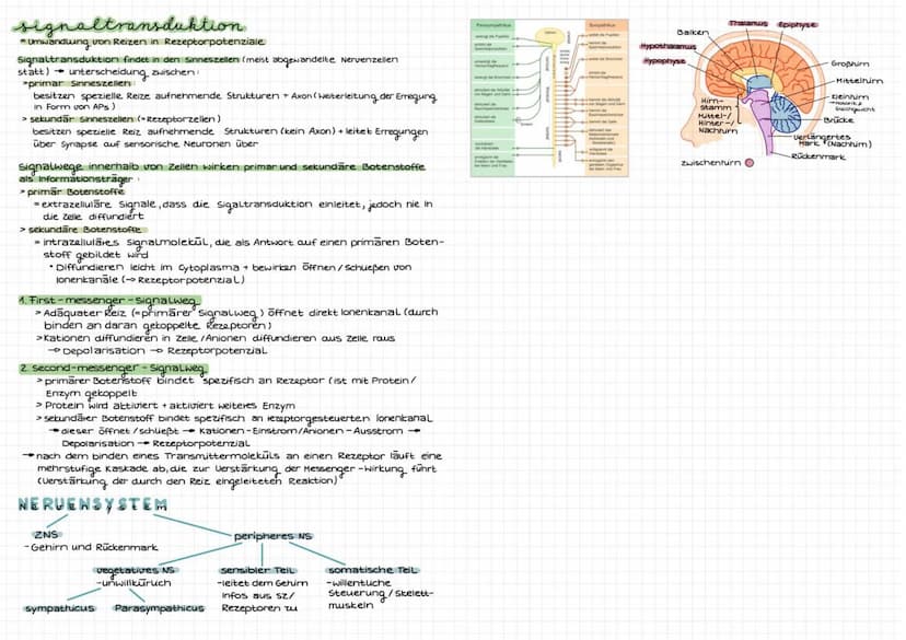 Reiz
Reiz
Sinnesorgan
Afferente
(sensorische)
Nerven
ZNS: Gehirn+
Rückenmark
Efferente
(motorische
Nerven
↓
Effektor:
zielorgan
Reaktion:
Ne