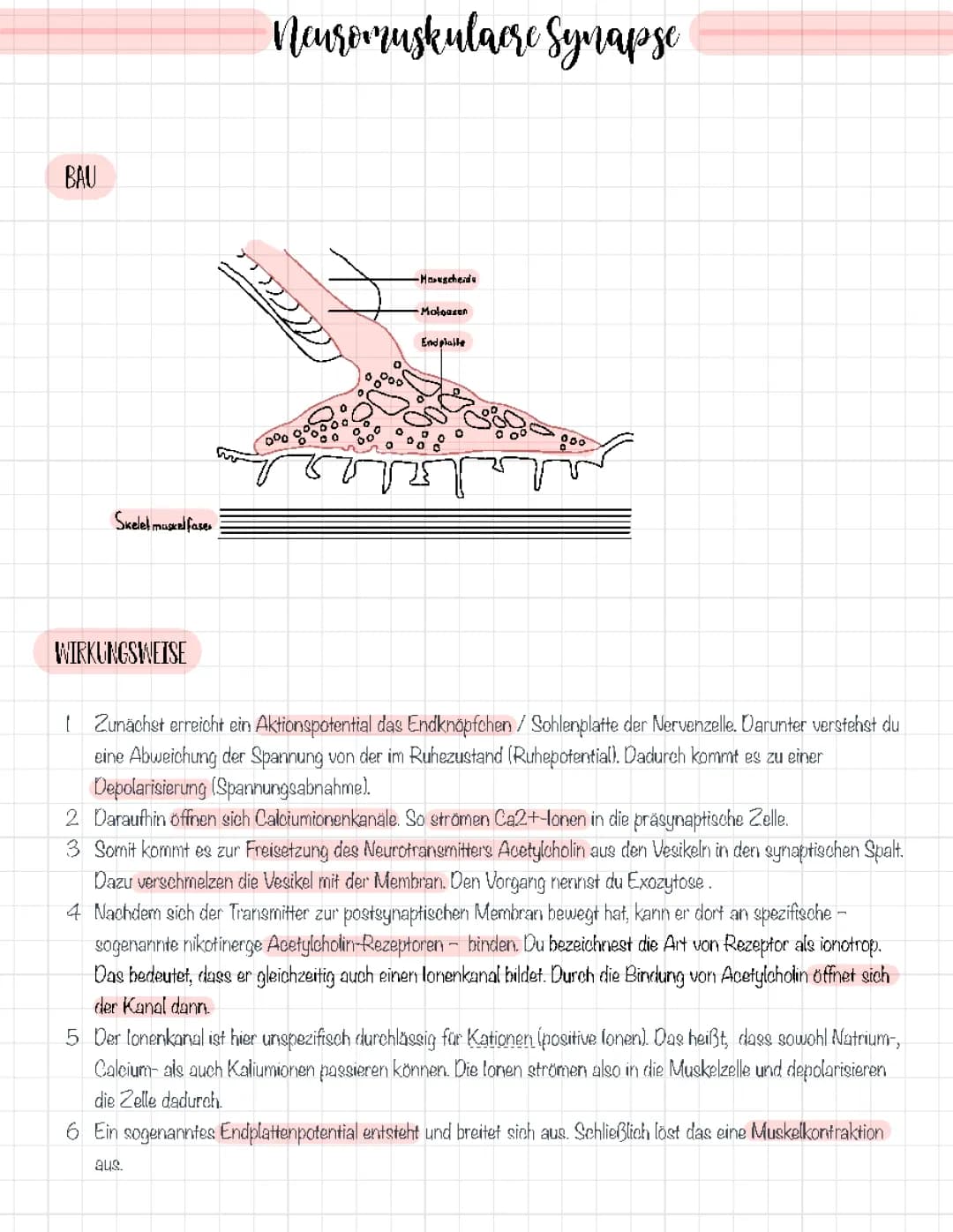neuromuskuläre Synapse