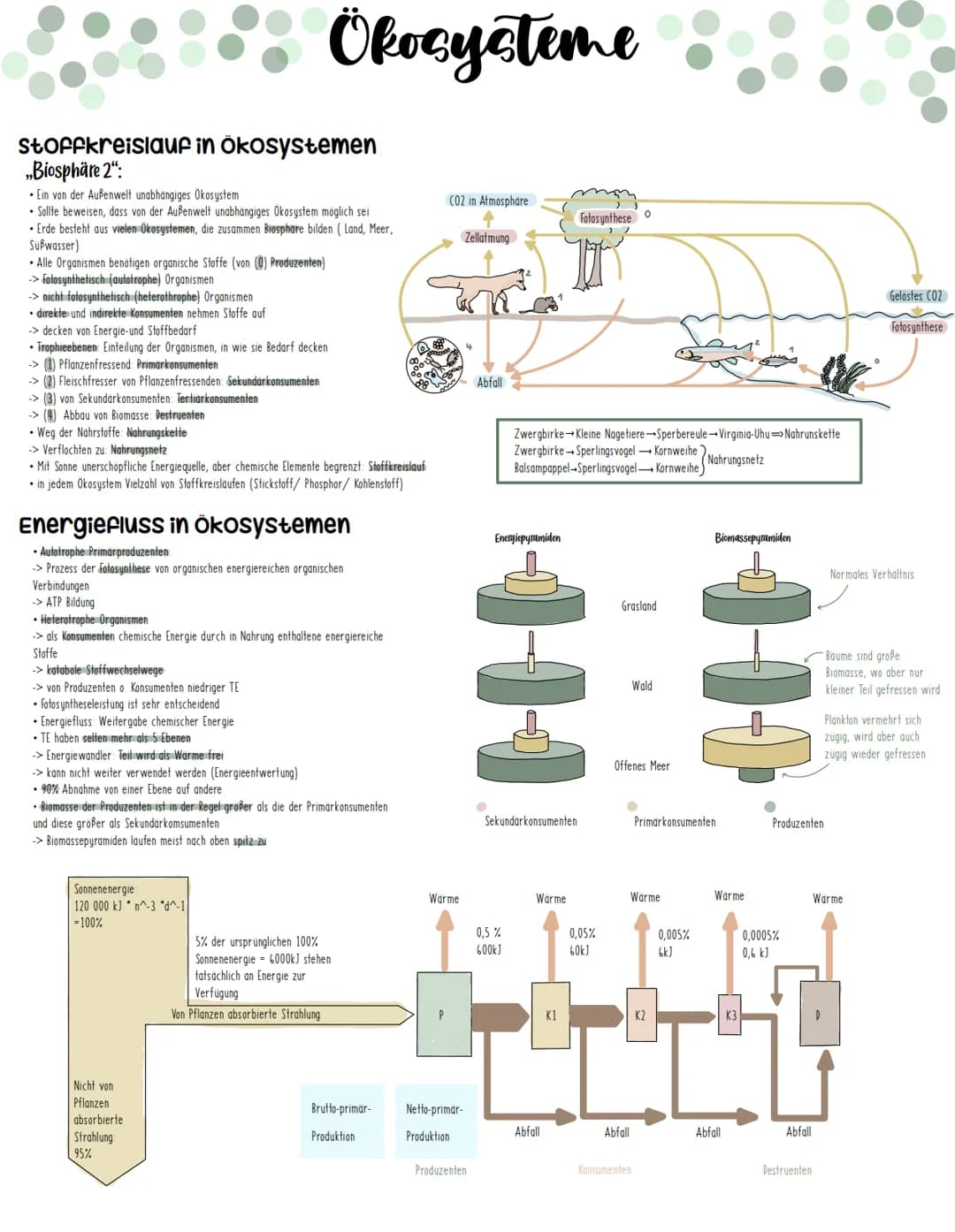 Stoffkreislauf in Ökosystemen
„Biosphäre 2":
Ein von der Außenwelt unabhängiges Okosystem
• Sollte beweisen, dass von der Außenwelt unabhäng