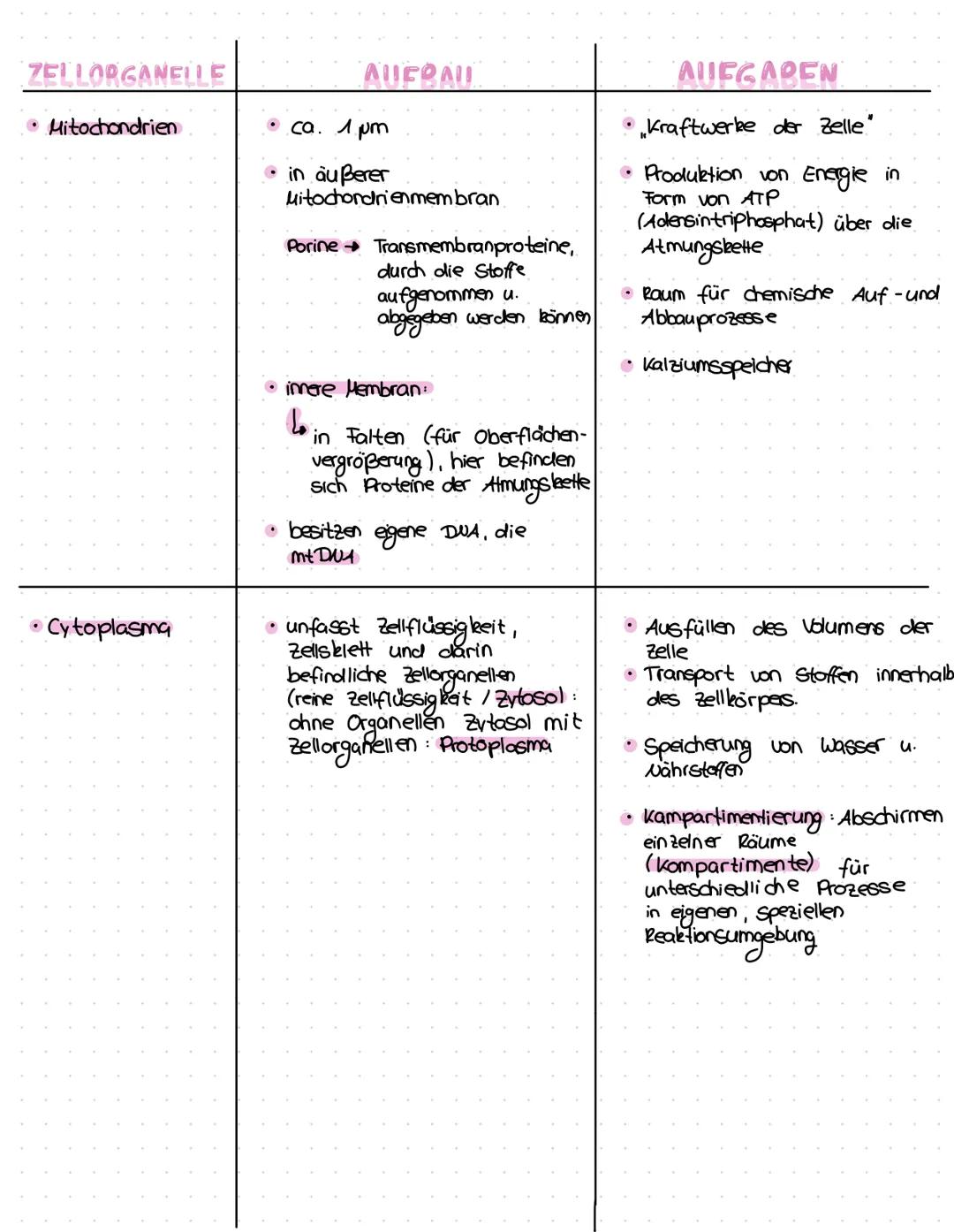 # ZELLORGANELLEN
## AUFBAU UND AUFGABEN

ZELLODGANCILE

• Zellkern

• Chloroplasten

ΛΙΙΕΟΛΙΙ

• meistens das größte
Zellarganell

• von ein
