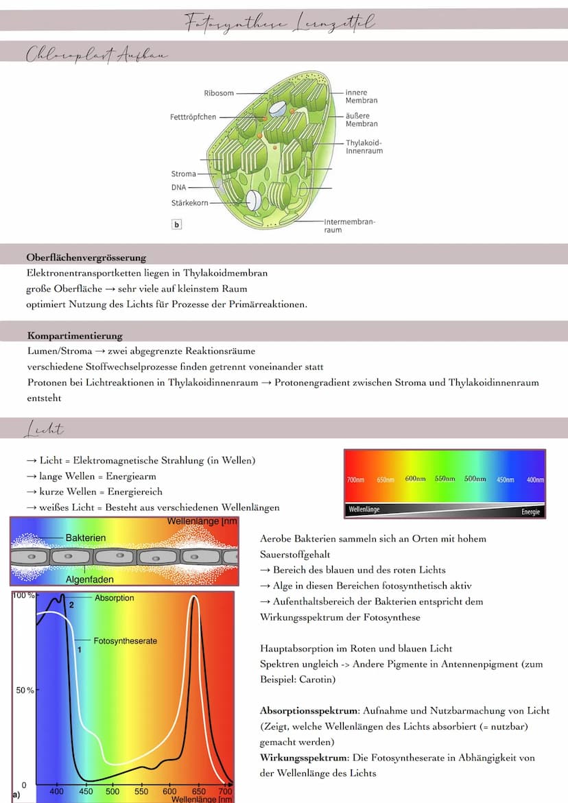 Befaziales Blatt
Obere Epidermis
- Transpirationsschutz
- schützt vor Verletzungen
- Stabilität
- Lichtweiterleitung
→ keine Chloroplasten
L