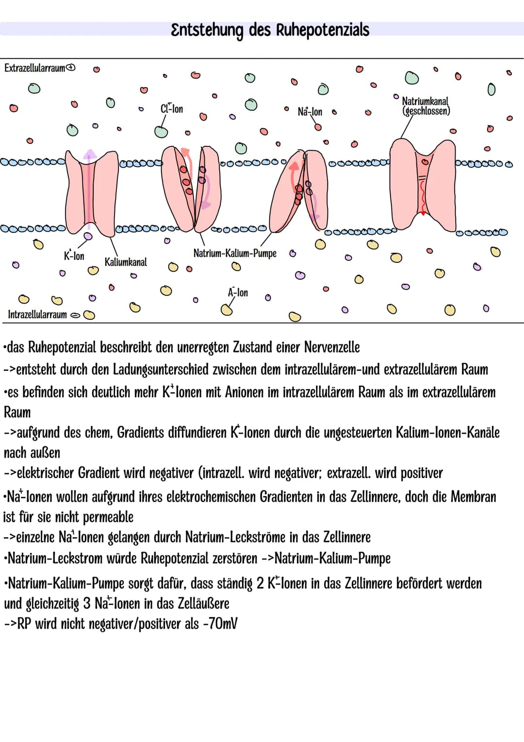 Themen:
Dendrit
Zellkern
Neurobiologie Klausur Q3.1
-Nervenzelle skizzieren
-Entstehung Ruhe-und Aktionspotenzial
-Saltatorische und kontinu