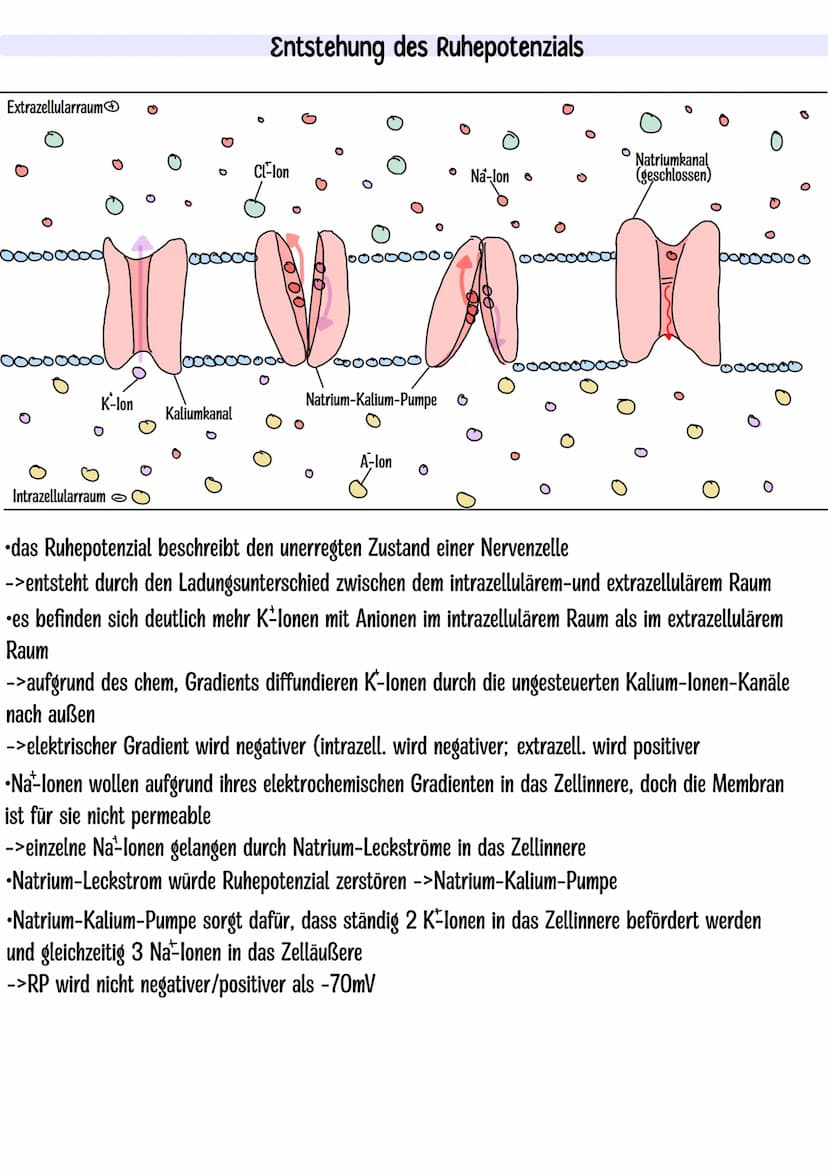 Themen:
Dendrit
Zellkern
Neurobiologie Klausur Q3.1
-Nervenzelle skizzieren
-Entstehung Ruhe-und Aktionspotenzial
-Saltatorische und kontinu