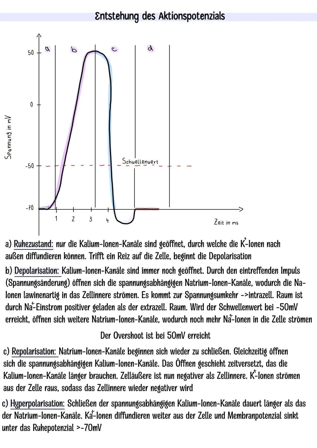 Themen:
Dendrit
Zellkern
Neurobiologie Klausur Q3.1
-Nervenzelle skizzieren
-Entstehung Ruhe-und Aktionspotenzial
-Saltatorische und kontinu