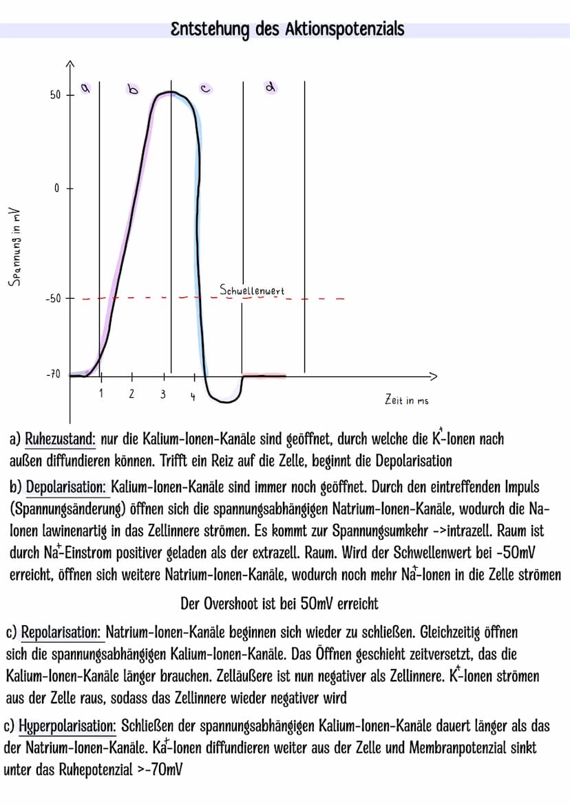 Themen:
Dendrit
Zellkern
Neurobiologie Klausur Q3.1
-Nervenzelle skizzieren
-Entstehung Ruhe-und Aktionspotenzial
-Saltatorische und kontinu