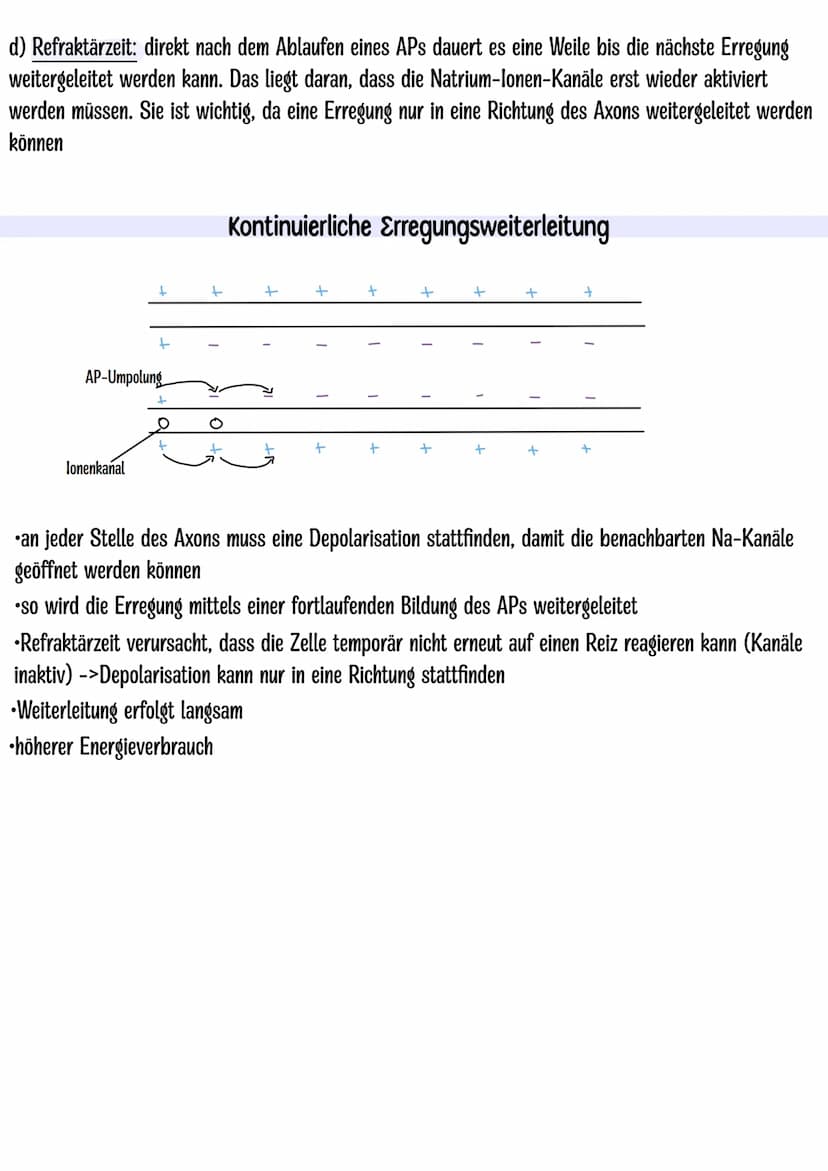 Themen:
Dendrit
Zellkern
Neurobiologie Klausur Q3.1
-Nervenzelle skizzieren
-Entstehung Ruhe-und Aktionspotenzial
-Saltatorische und kontinu