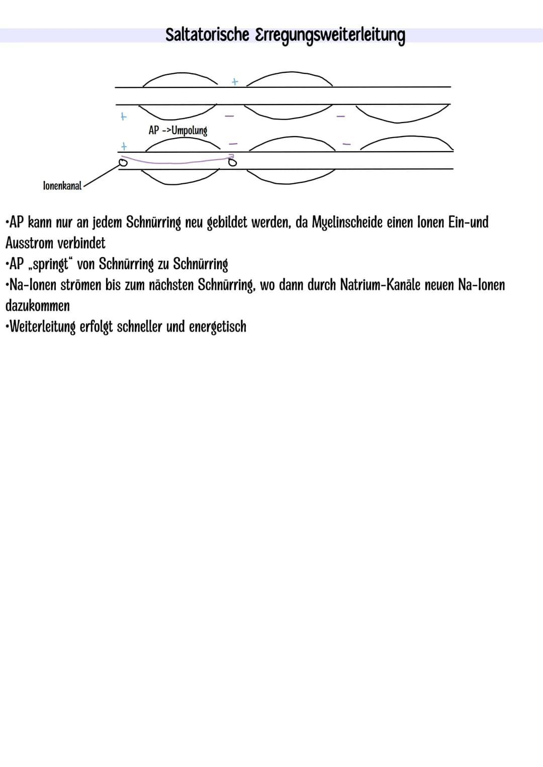 Themen:
Dendrit
Zellkern
Neurobiologie Klausur Q3.1
-Nervenzelle skizzieren
-Entstehung Ruhe-und Aktionspotenzial
-Saltatorische und kontinu