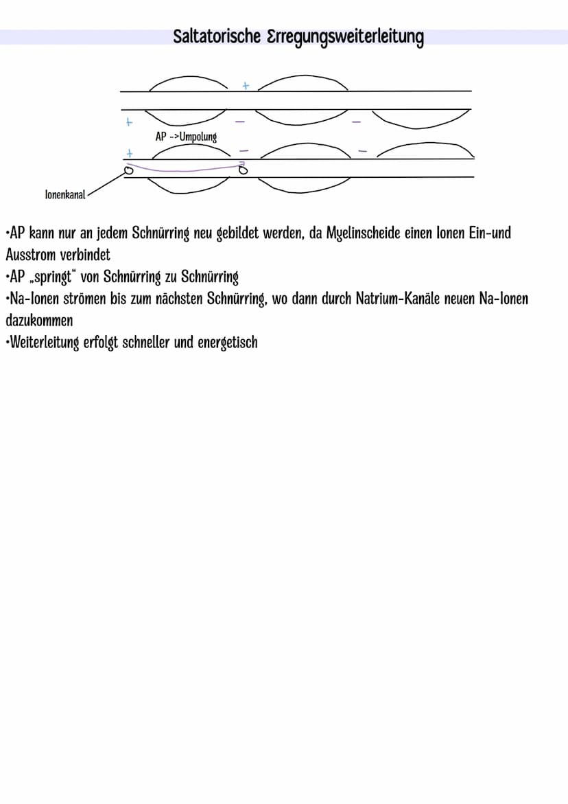 Themen:
Dendrit
Zellkern
Neurobiologie Klausur Q3.1
-Nervenzelle skizzieren
-Entstehung Ruhe-und Aktionspotenzial
-Saltatorische und kontinu
