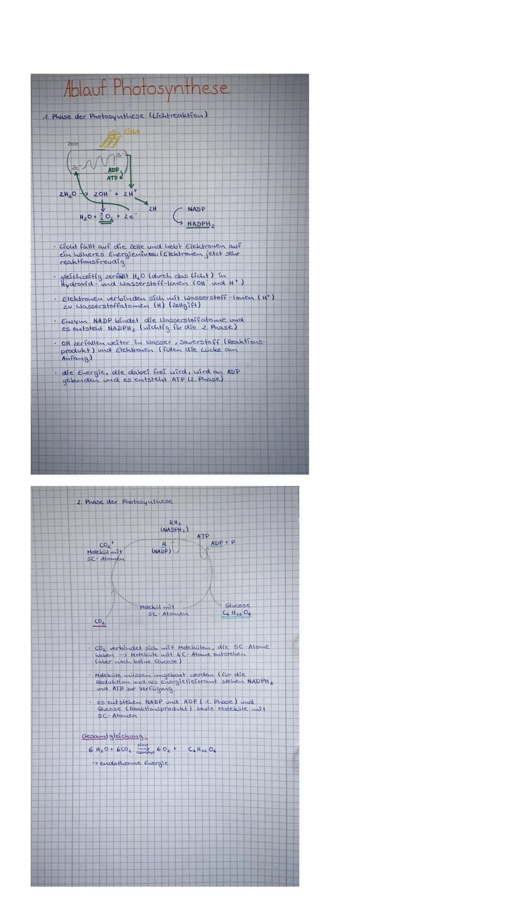 
<h2 id="lichtabhngigereaktion">Lichtabhängige Reaktion</h2>
<p>Die Photosynthese beginnt mit der lichtabhängigen Reaktion, auch bekannt als