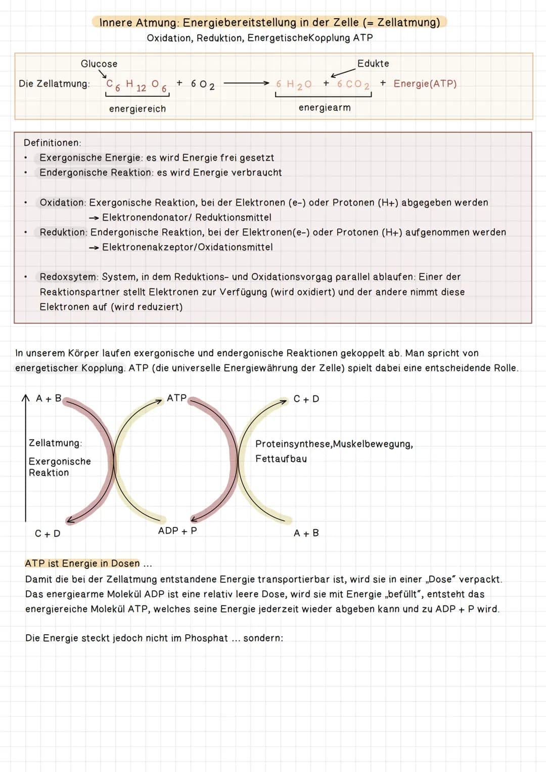 Die Zellatmung:
.
.
Glucose
Innere Atmung: Energiebereitstellung in der Zelle (= Zellatmung)
Oxidation, Reduktion, EnergetischeKopplung ATP
