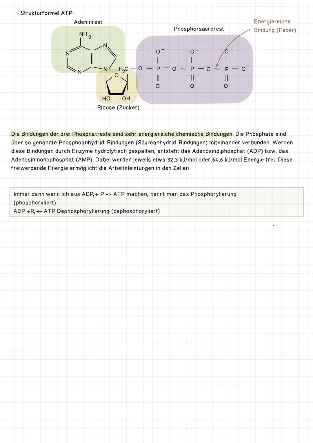 Die Zellatmung:
.
.
Glucose
Innere Atmung: Energiebereitstellung in der Zelle (= Zellatmung)
Oxidation, Reduktion, EnergetischeKopplung ATP
