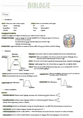 Know Bio Abitur - Ökologie Lernzettel thumbnail