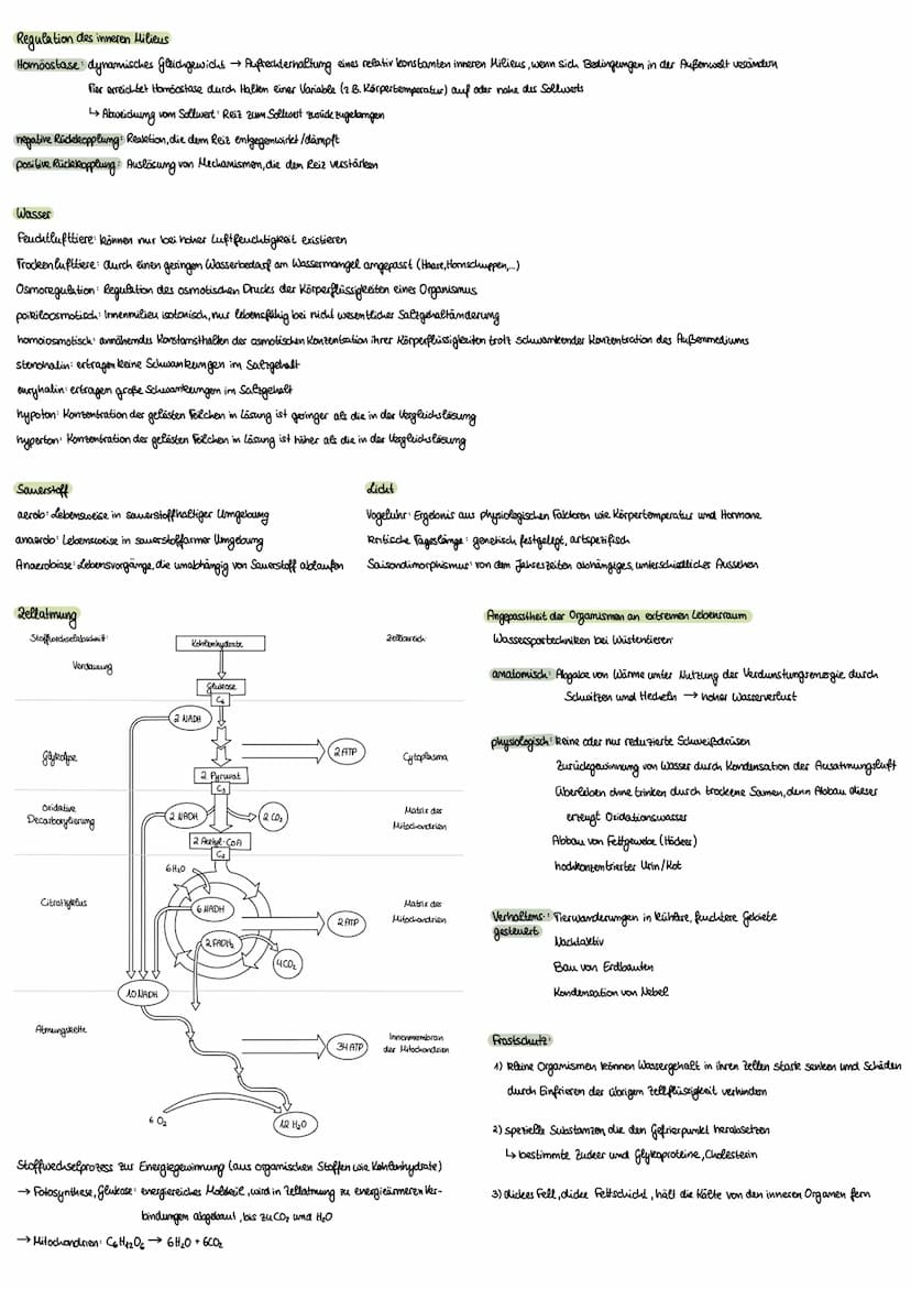 Ökologie
Umweltfaktoren
biotische Faktoren, die von anderen Lebewesen ausgehen
·Artgenossen
•Krankheitserreger
Parasiten
Nahrungspflanzen
• 