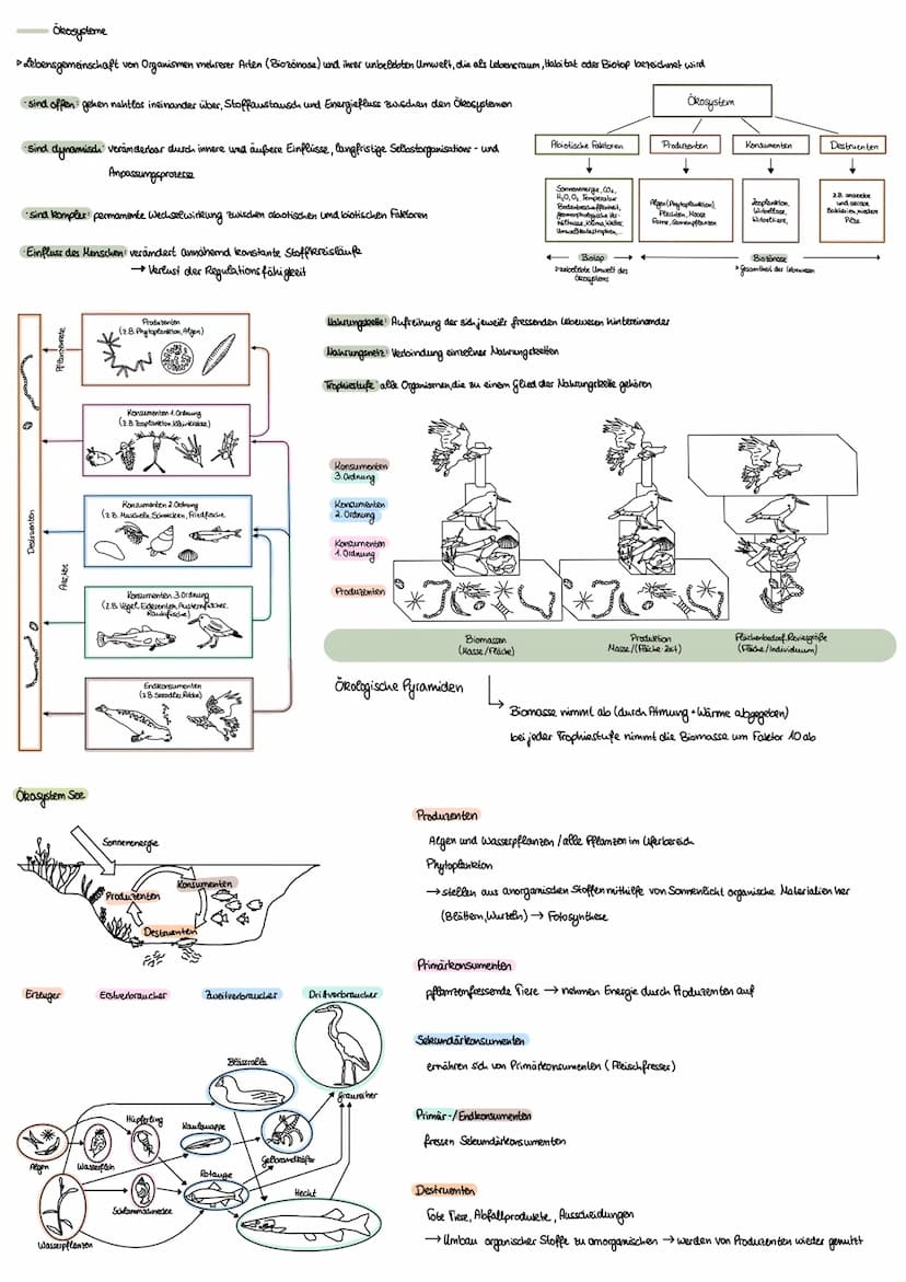 Ökologie
Umweltfaktoren
biotische Faktoren, die von anderen Lebewesen ausgehen
·Artgenossen
•Krankheitserreger
Parasiten
Nahrungspflanzen
• 