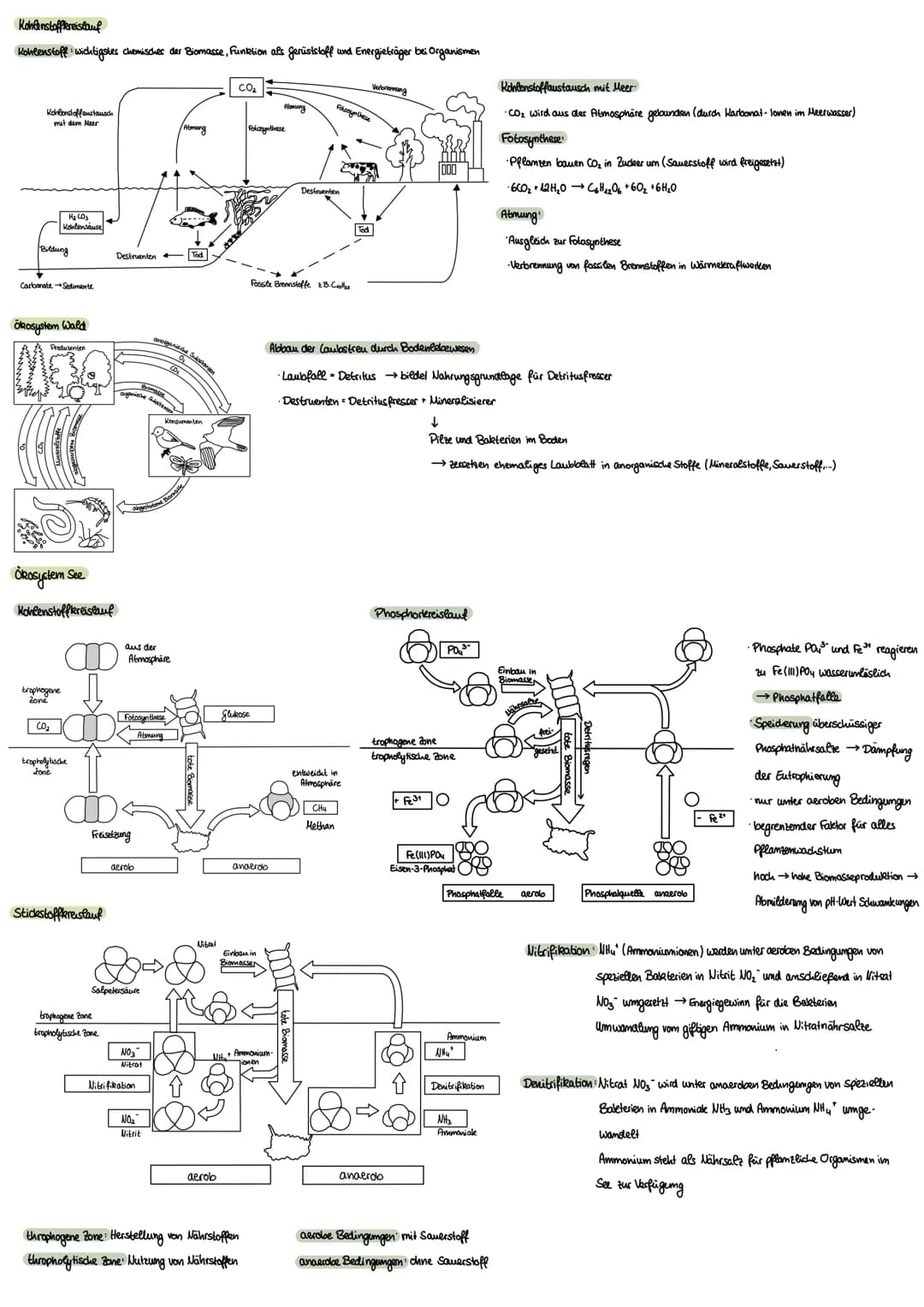 Ökologie
Umweltfaktoren
biotische Faktoren, die von anderen Lebewesen ausgehen
·Artgenossen
•Krankheitserreger
Parasiten
Nahrungspflanzen
• 
