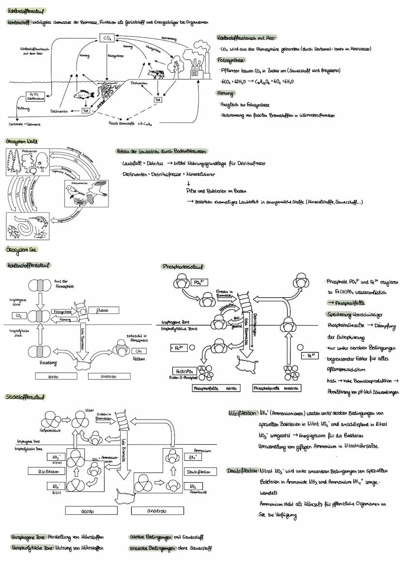 Ökologie
Umweltfaktoren
biotische Faktoren, die von anderen Lebewesen ausgehen
·Artgenossen
•Krankheitserreger
Parasiten
Nahrungspflanzen
• 
