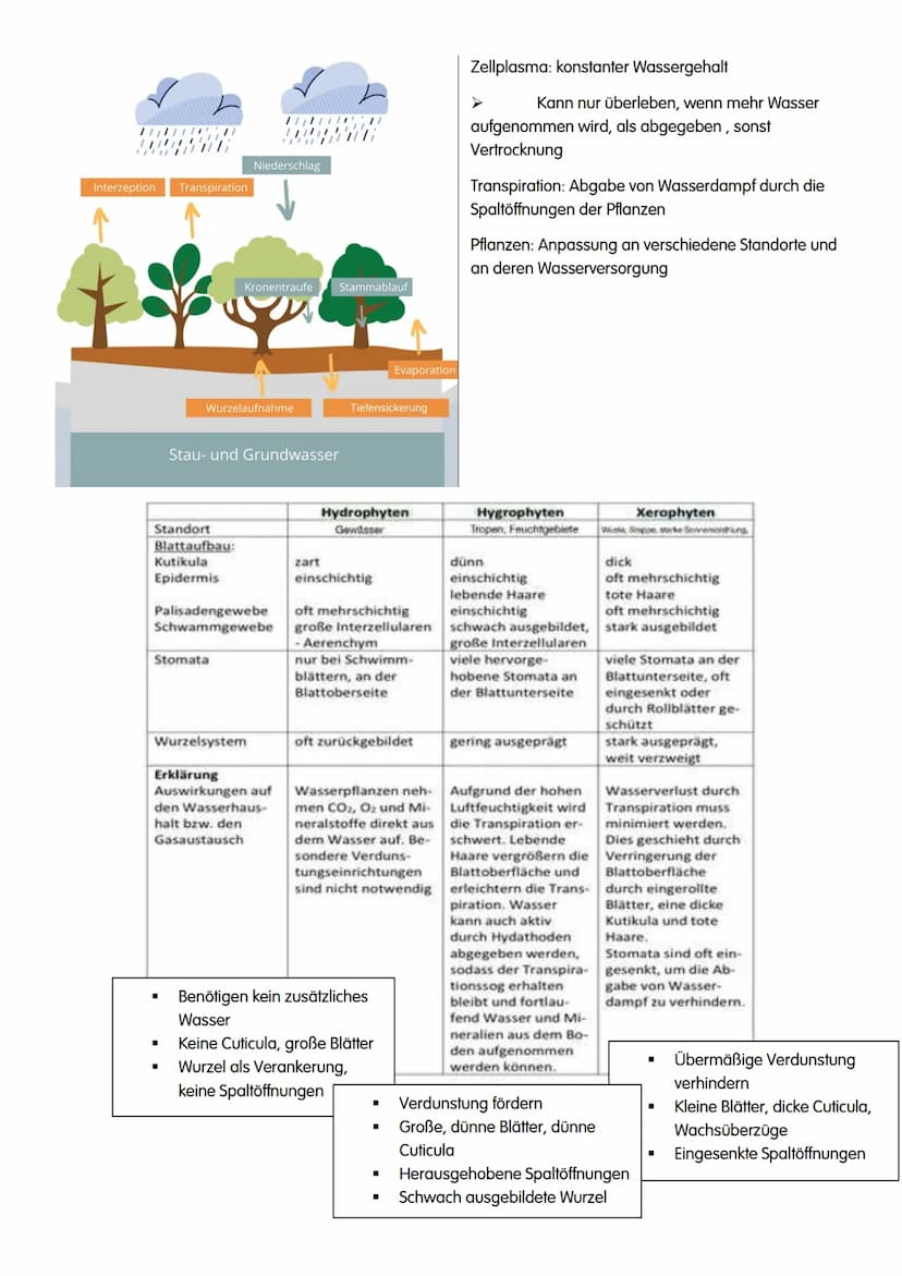ÖKOLOGIE ÖKOLOGIE
→Wechselwirkungen zwischen Organismen und ihrer Umwelt sowie den Beziehungen der Organismen
untereinander
ökologische Eben