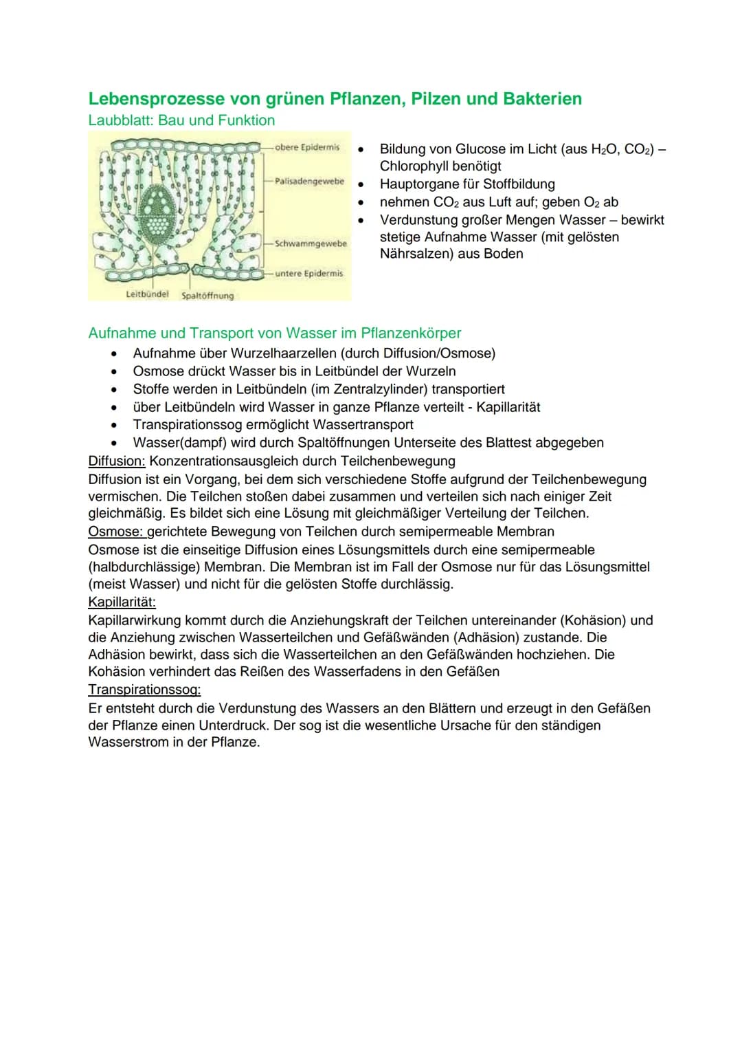 Lebensprozesse von grünen Pflanzen, Pilzen und Bakterien
Laubblatt: Bau und Funktion
●
●
Leitbündel Spaltöffnung
- obere Epidermis
●
-Palisa