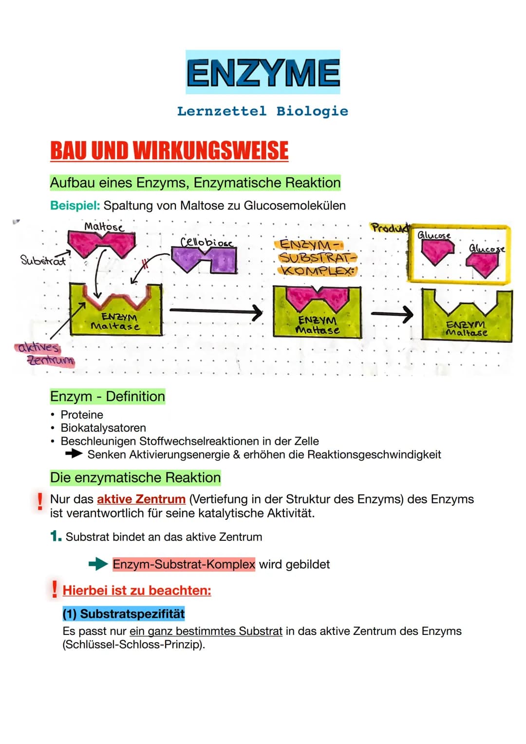Substrat
BAU UND WIRKUNGSWEISE
Aufbau eines Enzyms, Enzymatische Reaktion
Beispiel: Spaltung von Maltose zu Glucosemolekülen
aktives
Zentrum