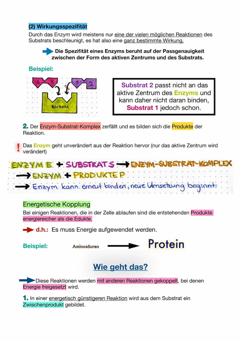 Substrat
BAU UND WIRKUNGSWEISE
Aufbau eines Enzyms, Enzymatische Reaktion
Beispiel: Spaltung von Maltose zu Glucosemolekülen
aktives
Zentrum