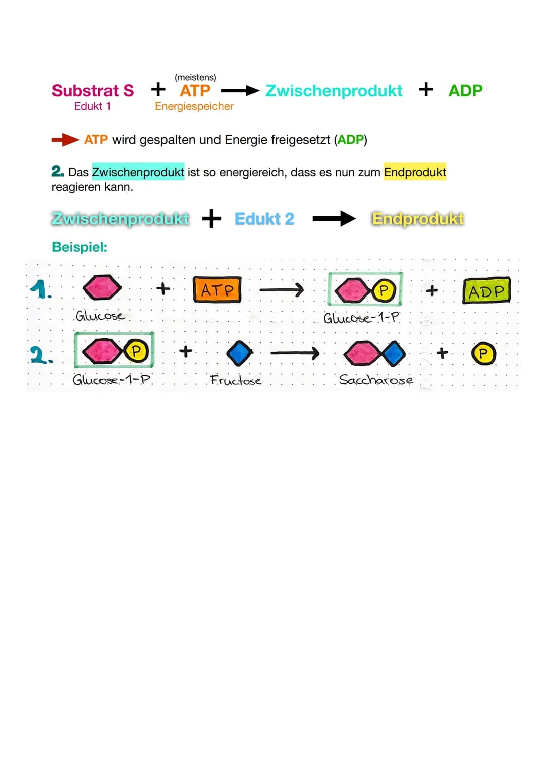 Substrat
BAU UND WIRKUNGSWEISE
Aufbau eines Enzyms, Enzymatische Reaktion
Beispiel: Spaltung von Maltose zu Glucosemolekülen
aktives
Zentrum