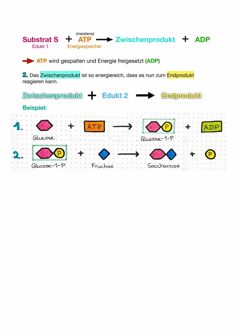 Substrat
BAU UND WIRKUNGSWEISE
Aufbau eines Enzyms, Enzymatische Reaktion
Beispiel: Spaltung von Maltose zu Glucosemolekülen
aktives
Zentrum
