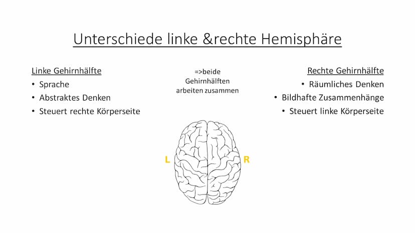 Aufbau & Funktion des
menschlichen Gehirns Inhalt
Allgemeine Fakten zum Gehirn
Grundlegender Aufbau des Gehirns
●
• Schutz des Gehirns
Unter
