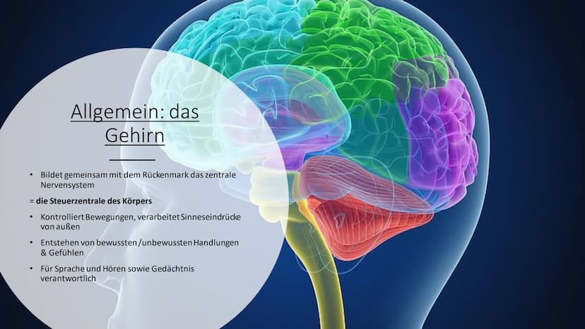 Aufbau & Funktion des
menschlichen Gehirns Inhalt
Allgemeine Fakten zum Gehirn
Grundlegender Aufbau des Gehirns
●
• Schutz des Gehirns
Unter