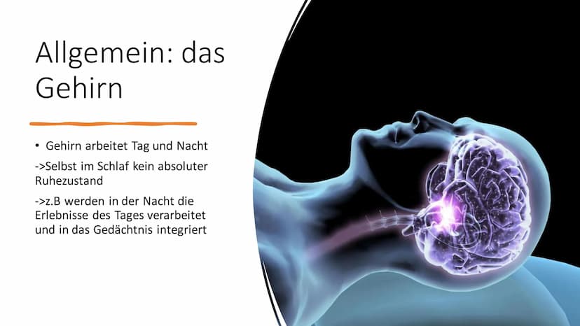 Aufbau & Funktion des
menschlichen Gehirns Inhalt
Allgemeine Fakten zum Gehirn
Grundlegender Aufbau des Gehirns
●
• Schutz des Gehirns
Unter