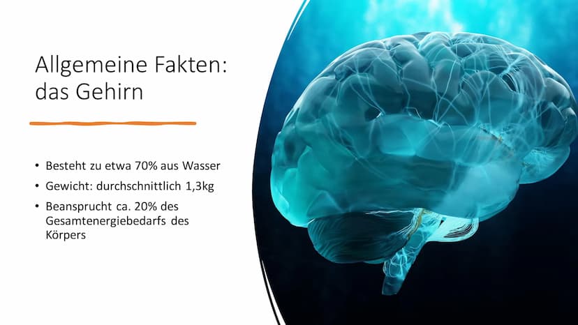 Aufbau & Funktion des
menschlichen Gehirns Inhalt
Allgemeine Fakten zum Gehirn
Grundlegender Aufbau des Gehirns
●
• Schutz des Gehirns
Unter