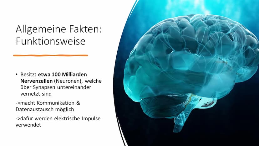 Aufbau & Funktion des
menschlichen Gehirns Inhalt
Allgemeine Fakten zum Gehirn
Grundlegender Aufbau des Gehirns
●
• Schutz des Gehirns
Unter