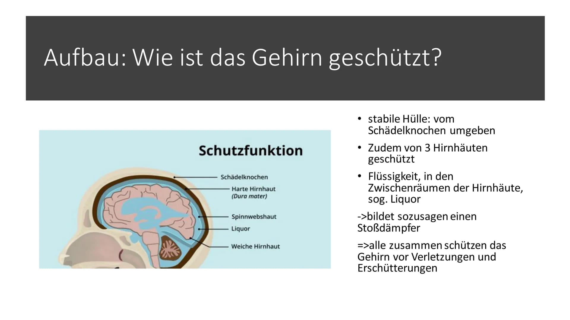 Aufbau & Funktion des
menschlichen Gehirns Inhalt
Allgemeine Fakten zum Gehirn
Grundlegender Aufbau des Gehirns
●
• Schutz des Gehirns
Unter