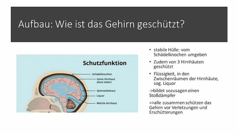 Aufbau & Funktion des
menschlichen Gehirns Inhalt
Allgemeine Fakten zum Gehirn
Grundlegender Aufbau des Gehirns
●
• Schutz des Gehirns
Unter