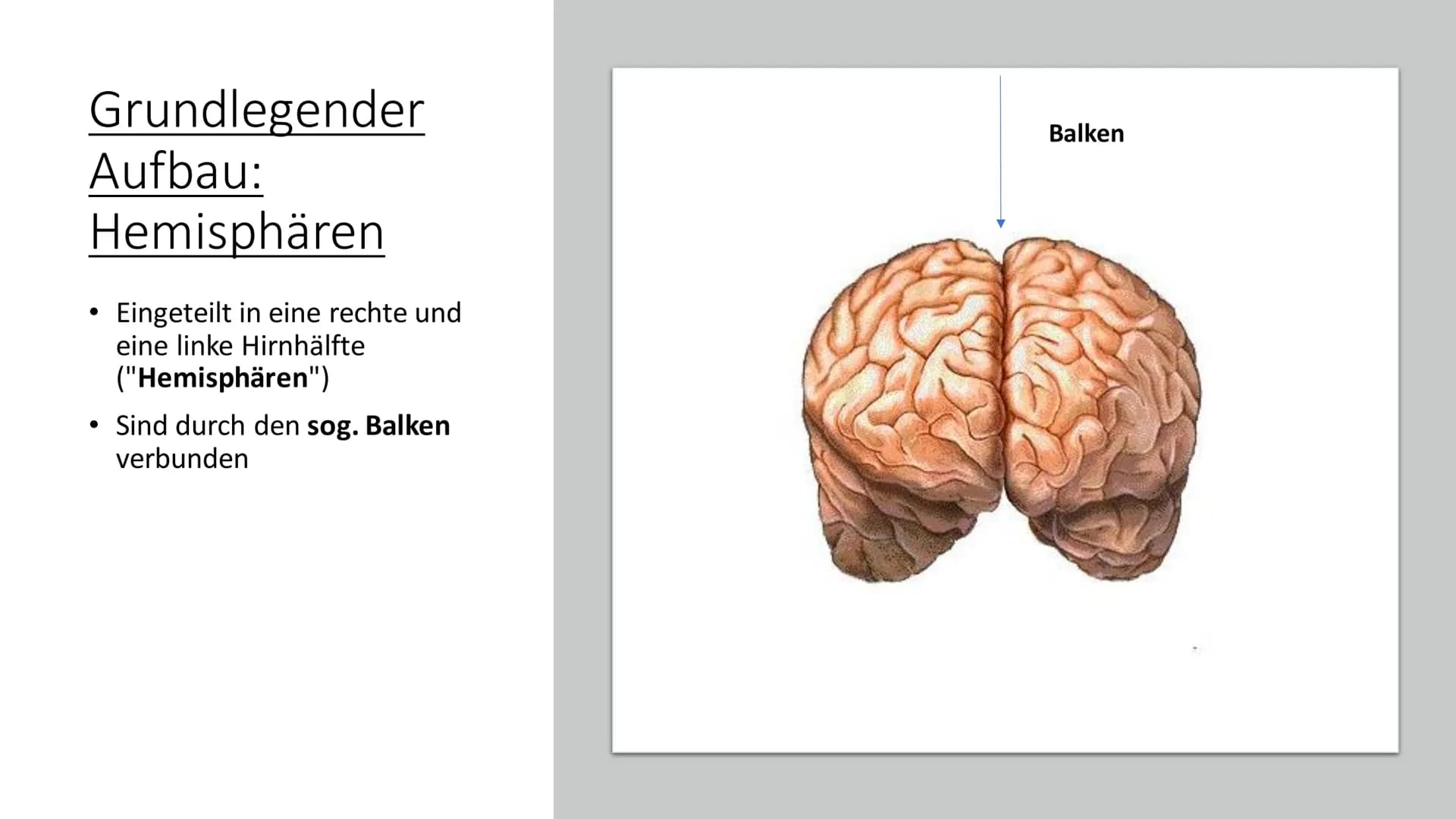 Aufbau & Funktion des
menschlichen Gehirns Inhalt
Allgemeine Fakten zum Gehirn
Grundlegender Aufbau des Gehirns
●
• Schutz des Gehirns
Unter