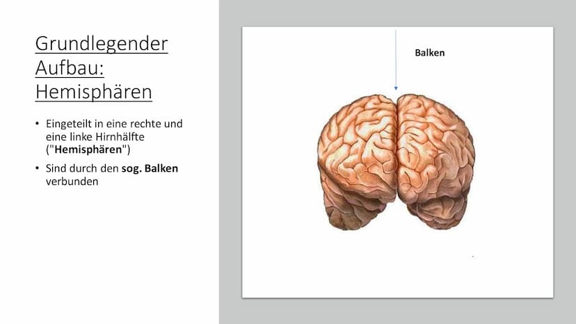 Aufbau & Funktion des
menschlichen Gehirns Inhalt
Allgemeine Fakten zum Gehirn
Grundlegender Aufbau des Gehirns
●
• Schutz des Gehirns
Unter