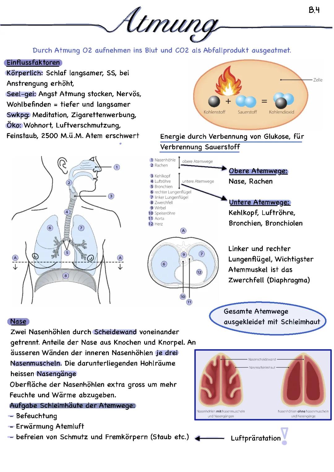 Alles über die Physiologische Atmung: Definition, Bauchatmung und mehr!