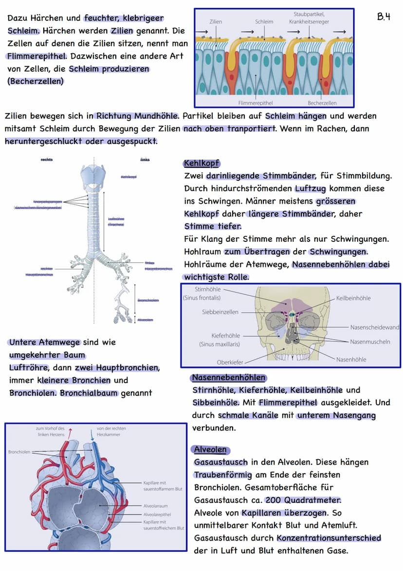 Atmung
Durch Atmung 02 aufnehmen ins Blut und CO2 als Abfallprodukt ausgeatmet.
Einflussfaktoren
Körperlich: Schlaf langsamer, SS, bei
Anstr