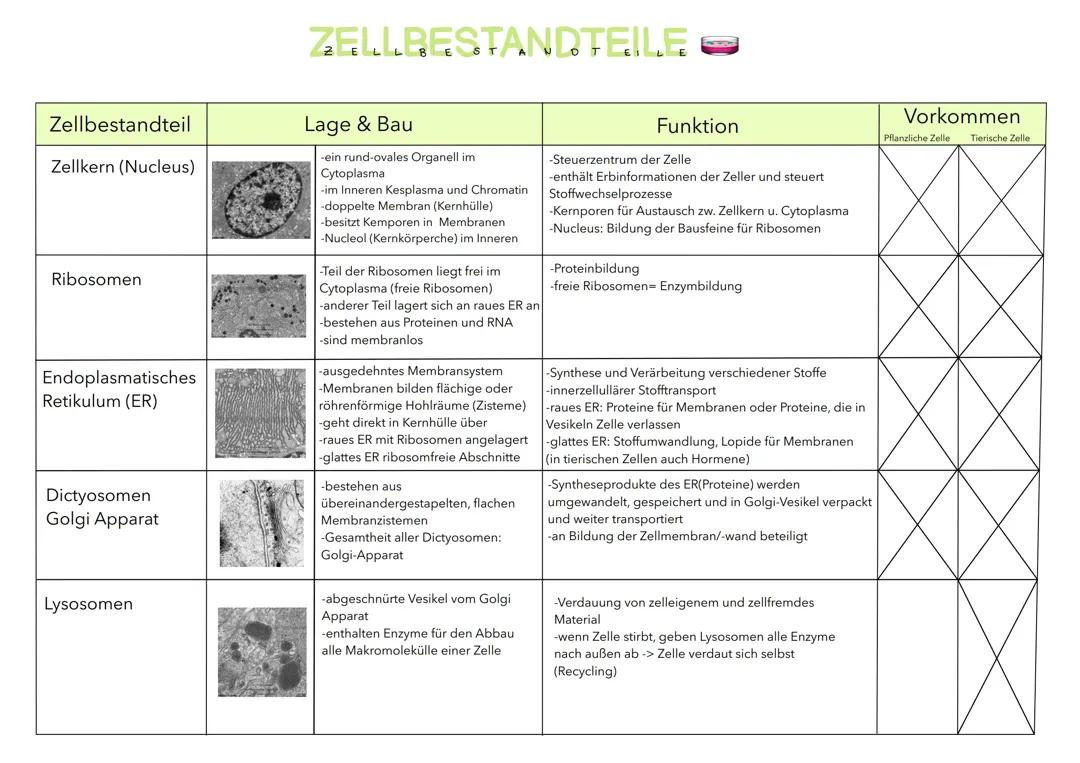 Zellbestandteile, Funktion +Lage, Bau