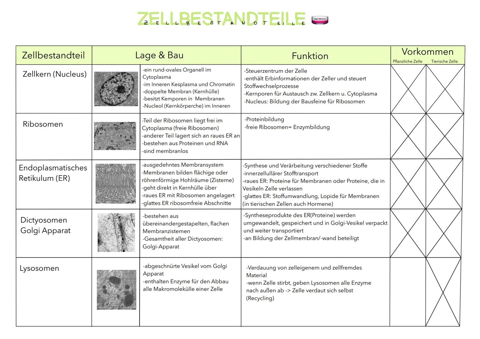 Zellbestandteil
Zellkern (Nucleus)
Ribosomen
Endoplasmatisches
Retikulum (ER)
Dictyosomen
Golgi Apparat
Lysosomen
ZELLBESTANDTEILE
Lage & Ba