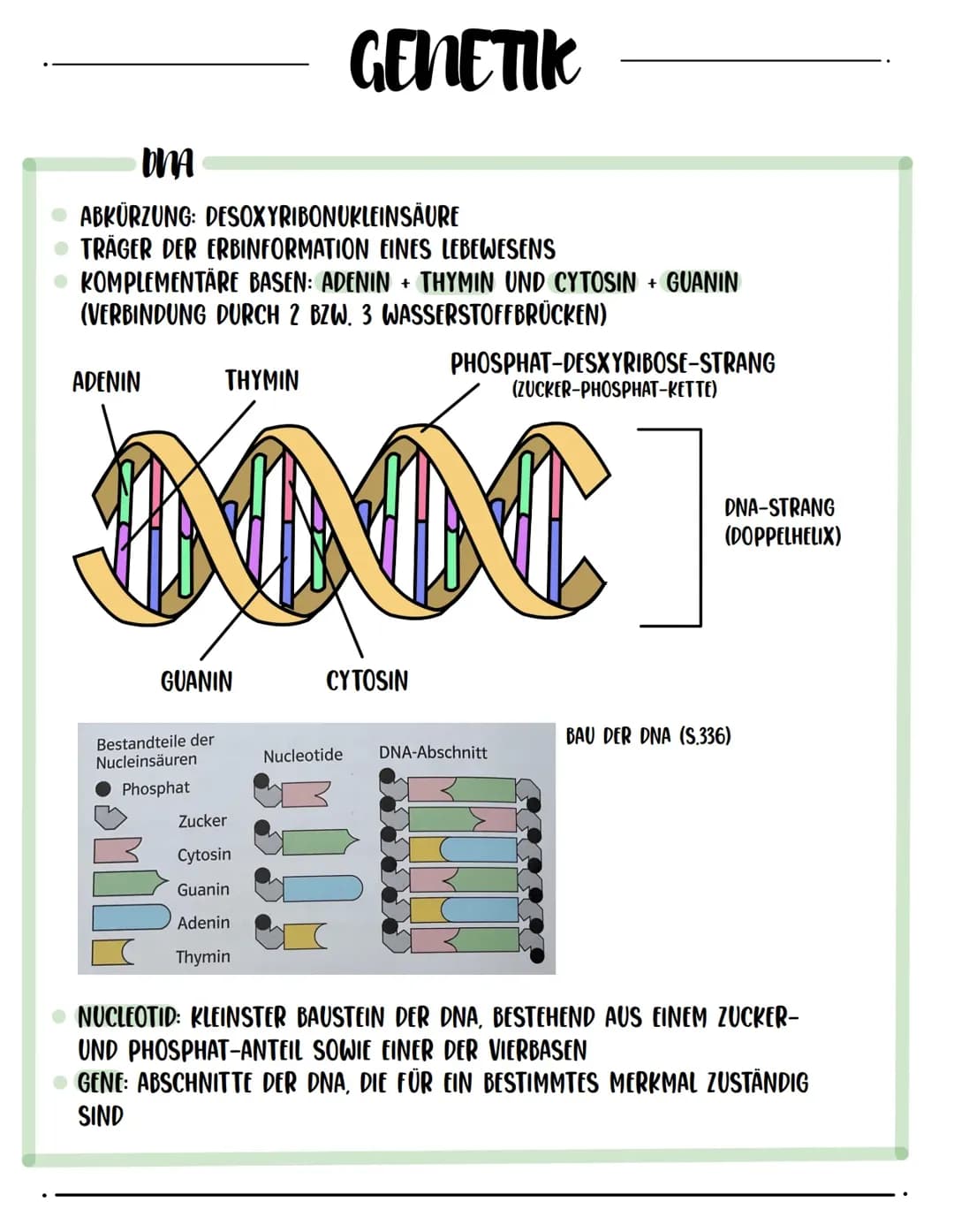 Genetik (DNA, Mitose, Mendelsche Regeln, Stammbaumanalyse u.A.)